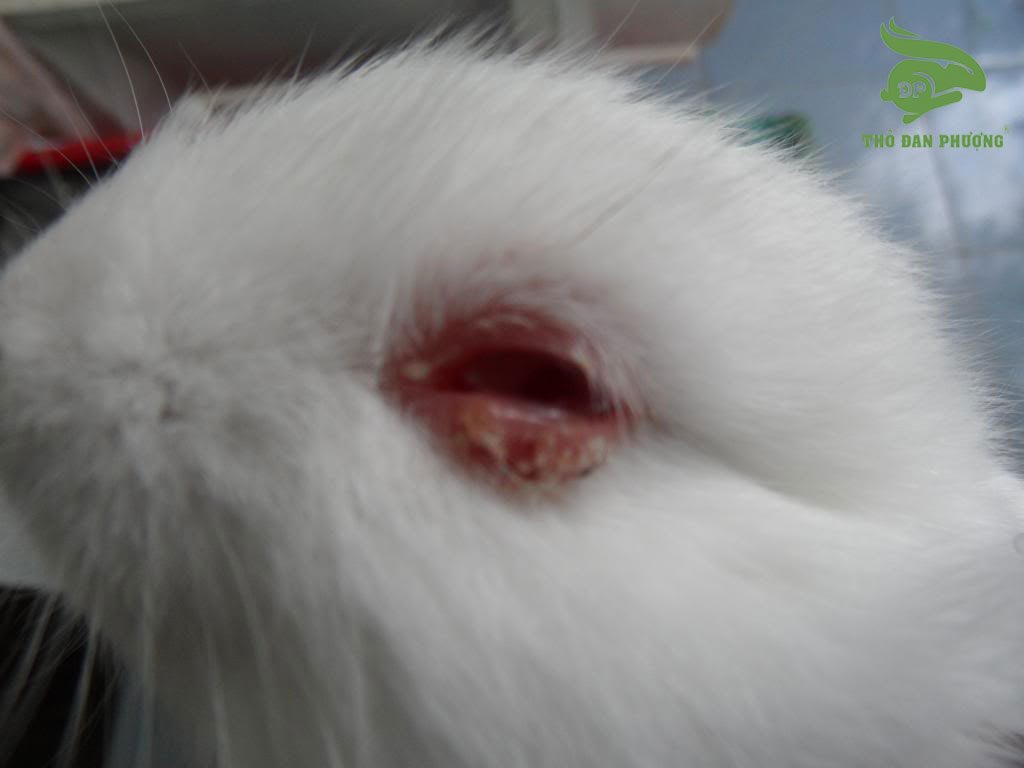thỏ bị ghẻ ở mắt.