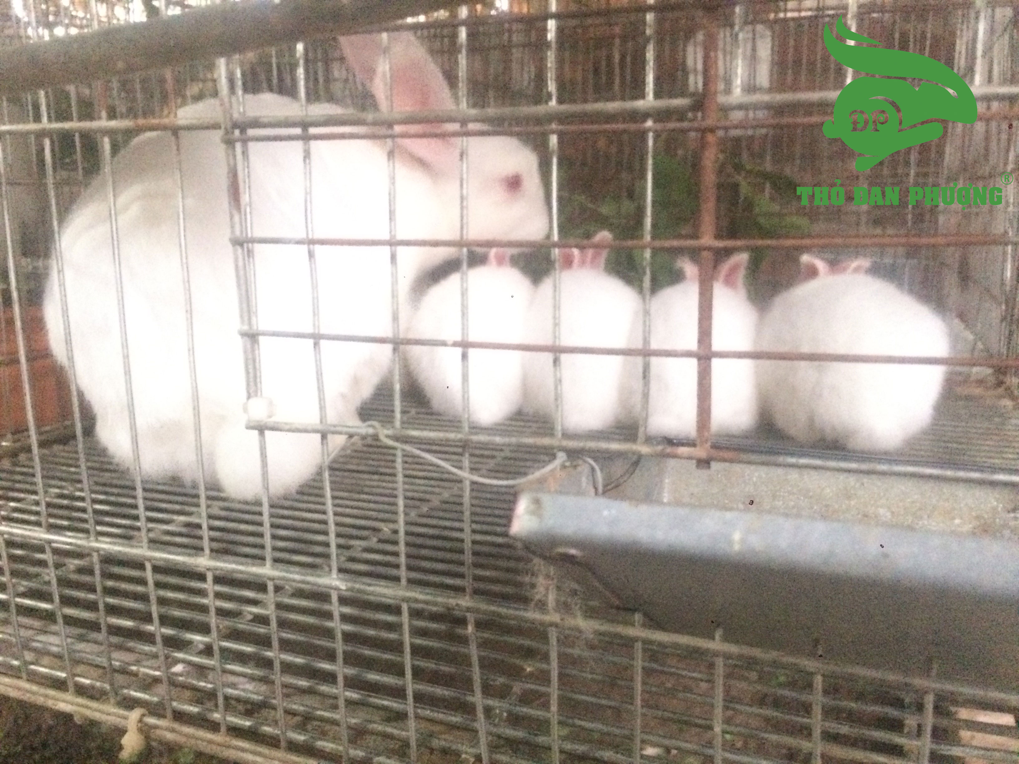 Chọn thỏ cái là một trong những kỹ thuật nuôi thỏ sinh sản.